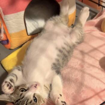 Mailbox -  Domestic Short Hair Cat for Adoption in Costa Mesa, California - Mailbox | PetCurious
