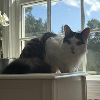 Elliot -  Domestic Long Hair Cat for Adoption in Bridgeport, Connecticut - Elliot | PetCurious