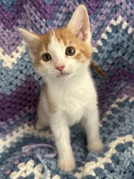 Lightning Bug -  Domestic Short Hair and Tabby Cat for Adoption in Greensboro, North Carolina - Lightning Bug | PetCurious