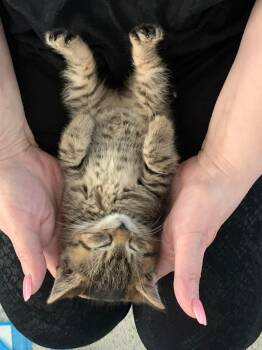 Domestic Short Hair Cats Available for Adoption in Verona, New Jersey - Huckleberry | PetCurious