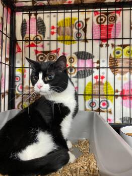 Rescue Tuxedo Cats for Adoption in Peru, Indiana - MITTENS | PetCurious