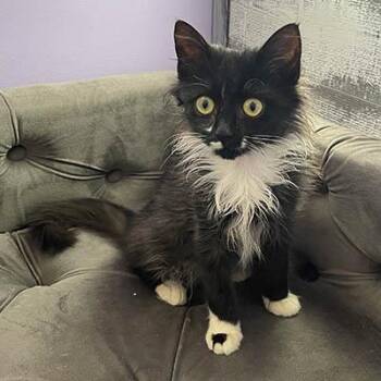 Rescue Tuxedo Cats for Adoption in Lake Wylie, South Carolina - Gizmo | PetCurious