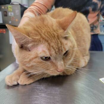 Rescue Domestic Medium Hair Cats for Adoption in Charleston, West Virginia - Chromaticat | PetCurious