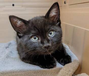 Mr.Big -  Domestic Short Hair Cat Available for Adoption in Sechelt, British Columbia - Mr.Big | PetCurious