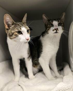 Harrison and Starr -  Domestic Short Hair Cat for Adoption in Bellingham, Washington - Harrison And Starr | PetCurious