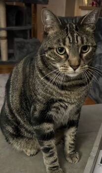 Rescue Tabby and Domestic Short Hair Cats for Adoption in Sayville, New York - Chuck | PetCurious