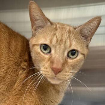 Domestic Short Hair Cats Available for Adoption in Lansing, Michigan - Buddy | PetCurious