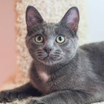 Bruiser -  Domestic Short Hair Cat for Adoption in Port Washington, New York - Bruiser | PetCurious
