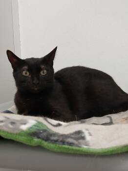 Domestic Short Hair Cats Available for Adoption - Mushroom | PetCurious