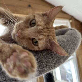 Rescue Domestic Short Hair Cats for Adoption in Chicago, Illinois - Buttercup | PetCurious