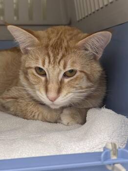 Tars -  Domestic Medium Hair Cat for Adoption in Saint Paul, Minnesota - Tars | PetCurious