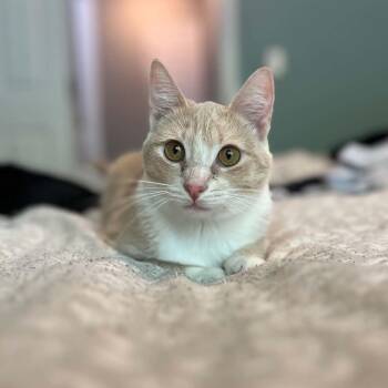 Sunny -  Domestic Short Hair Cat for Adoption in Sedalia, Missouri - Sunny | PetCurious