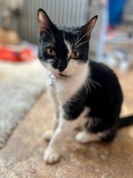 Rescue Tuxedo Cats for Adoption in New York, New York - Scarlett | PetCurious