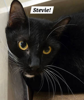 Rescue Domestic Short Hair Cats for Adoption in San Antonio, Texas - Stevie | PetCurious