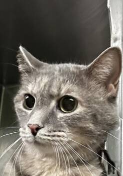 Rescue Domestic Short Hair Cats for Adoption in Spartanburg, South Carolina - Bella-Grace | PetCurious