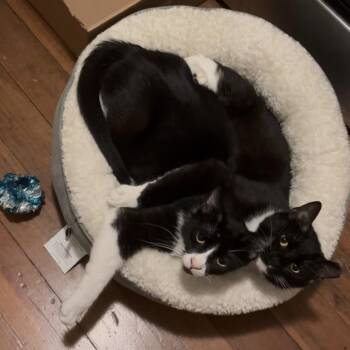 Domestic Short Hair Cats Available for Adoption - Polly | PetCurious