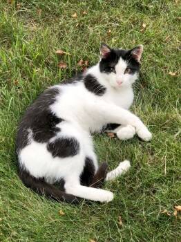 Rescue Domestic Short Hair Cats for Adoption in Austin, Minnesota - Cow | PetCurious