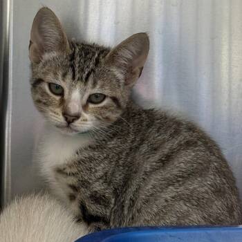Princess (bonded w/ Cub) -  Domestic Short Hair Cat for Adoption in Oakland, California - Princess (bonded W/ Cub) | PetCurious
