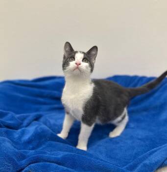 Nino -  Domestic Short Hair Cat for Adoption in Newberg, Oregon - Nino | PetCurious