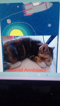 ASTEROID ANNIHILATOR -  Domestic Short Hair Cat Available for Adoption in Ocala, Florida - ASTEROID ANNIHILATOR | PetCurious