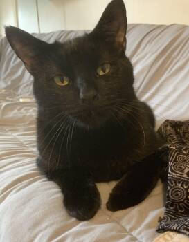 Patric -  Domestic Short Hair Cat for Adoption in New York, New York - Patric | PetCurious