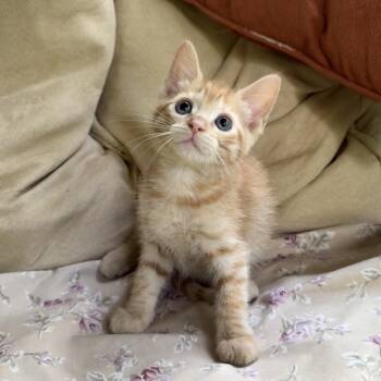 Domestic Short Hair Cats Available for Adoption in Williston, Florida - Thistle | PetCurious