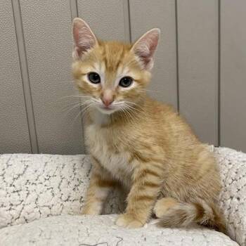 Domestic Short Hair Cats Available for Adoption in Hawthorne, California - Jasper | PetCurious