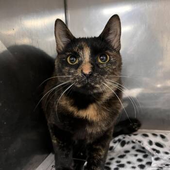 Domestic Short Hair Cats Available for Adoption - Chatterly | PetCurious