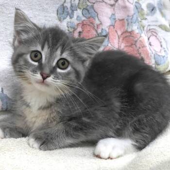 Zelena C11756 -  Domestic Short Hair Cat for Adoption - Zelena C11756 | PetCurious