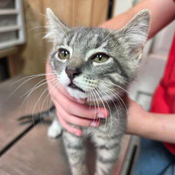 Mickey -  Domestic Medium Hair Cat for Adoption in Leander, Texas - Mickey | PetCurious