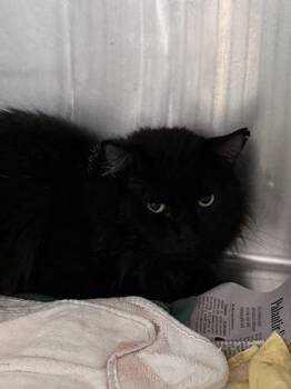 Domestic Short Hair Cats Available for Adoption in Fort Worth, Texas - Merrill | PetCurious