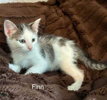 Domestic Medium Hair Cats Available for Adoption in Ogden, Utah - Finn | PetCurious