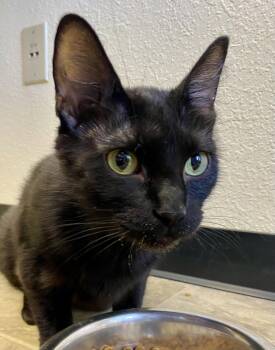 Snapdragon -  Domestic Short Hair Cat for Adoption in Fargo, North Dakota - Snapdragon | PetCurious