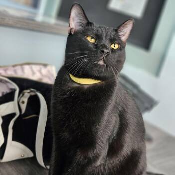 Toshi (Luca) -  Domestic Short Hair Cat for Adoption in Lakewood, Colorado - Toshi (Luca) | PetCurious