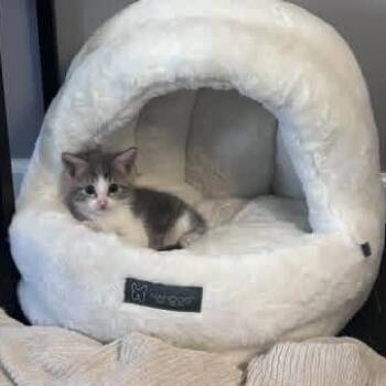 Rochelle -  Domestic Medium Hair Cat for Adoption in Philadelphia, Pennsylvania - Rochelle | PetCurious