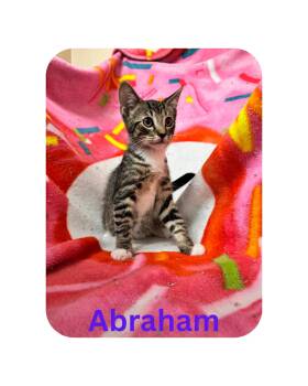 Abraham -  Domestic Short Hair Cat for Adoption in Miami, Florida - Abraham | PetCurious