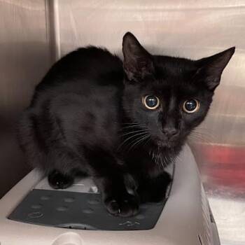 1296-C26 -  Domestic Short Hair Cat for Adoption in Port Charlotte, Florida - 1296-C26 | PetCurious