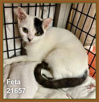 FETA (see also BRIE and siblings) -  Domestic Short Hair Cat for Adoption in Marietta, Georgia - FETA (see Also BRIE And Siblings) | PetCurious