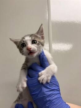 PRITCHETT -  Domestic Short Hair Cat for Adoption in Ontario, California - PRITCHETT | PetCurious