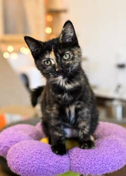 Rescue Tortoiseshell Cats for Adoption in Bowling Green, Ohio - Desi | PetCurious