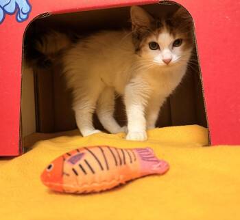Maisy -  Domestic Medium Hair Cat for Adoption in Topeka, Kansas - Maisy | PetCurious