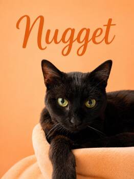 Nugget (FCID# 07/16/2026 - 46 Middletown PS) -  Domestic Short Hair Cat for Adoption in Greenville, Delaware - Nugget (FCID# 07/16/2026 - 46 Middletown PS) | PetCurious