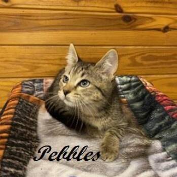 Pebbles -  Tabby Cat for Adoption in Southern Pines, North Carolina - Pebbles | PetCurious