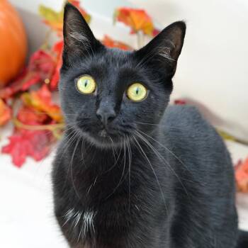 Casper -  Domestic Short Hair Cat for Adoption in Sanford, Florida - Casper | PetCurious
