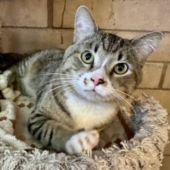 George -  Domestic Short Hair and Tabby Cat for Adoption in Phoenix, Arizona - George | PetCurious