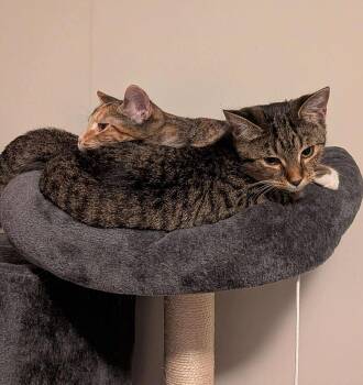 Rescue Domestic Short Hair Cats for Adoption in Fredericton, New Brunswick - Hestia & Athena | PetCurious