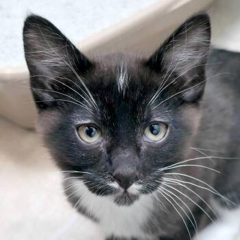 Domestic Short Hair Cats Available for Adoption in Meridian, Idaho - Squeak | PetCurious