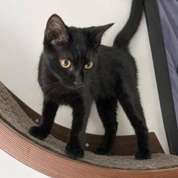 Boo -  Domestic Short Hair Cat for Adoption in Austin, Texas - Boo | PetCurious