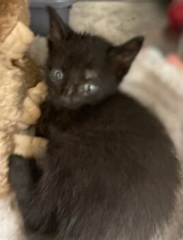 Rescue Domestic Short Hair Cats for Adoption in Bossier City, Louisiana - Jet | PetCurious