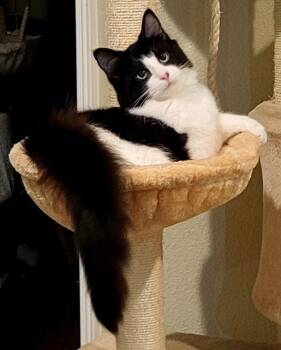 Rescue Domestic Short Hair Cats for Adoption in Fort Lupton, Colorado - Cordella | PetCurious